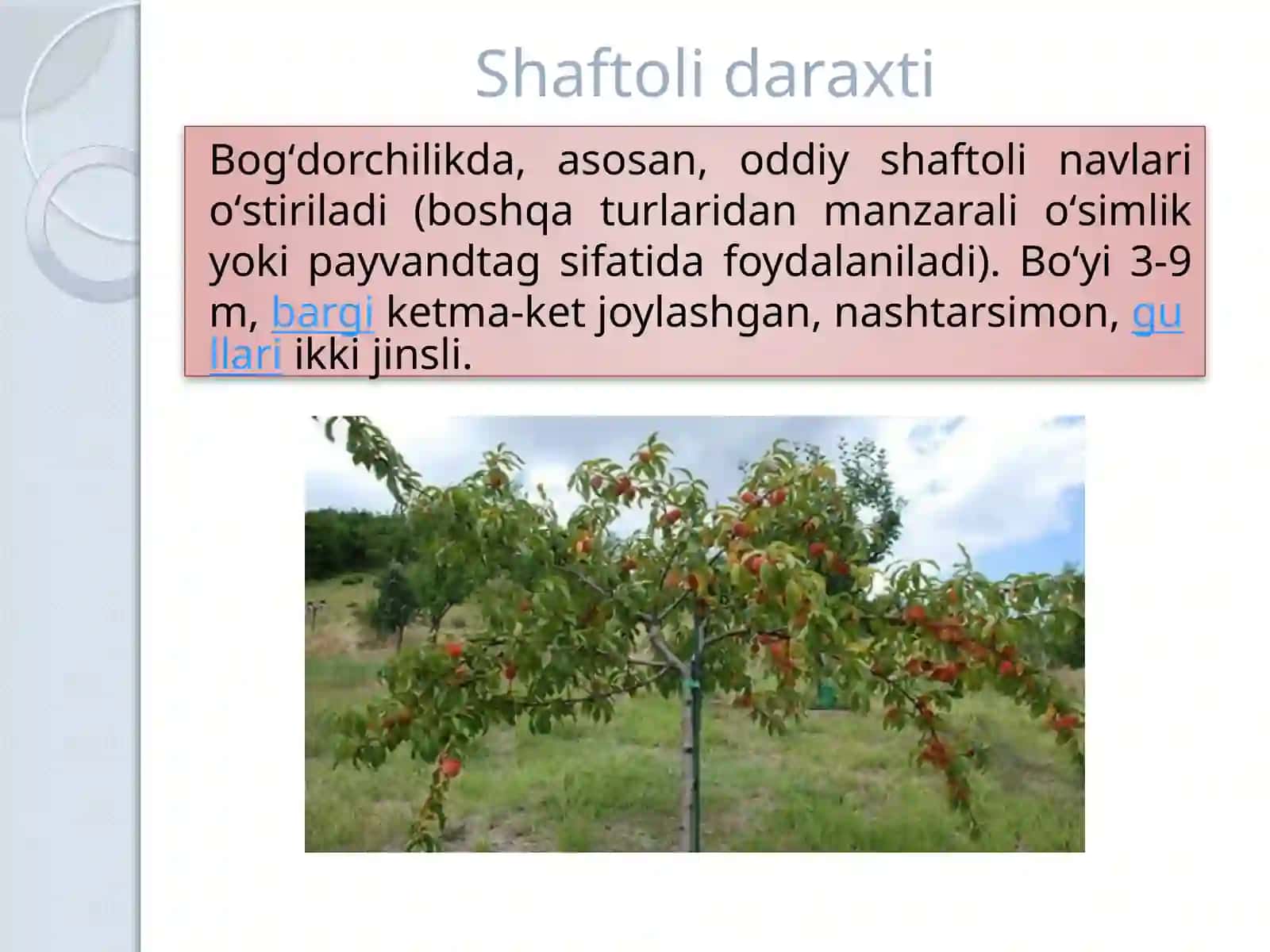 Shaftoli 3
