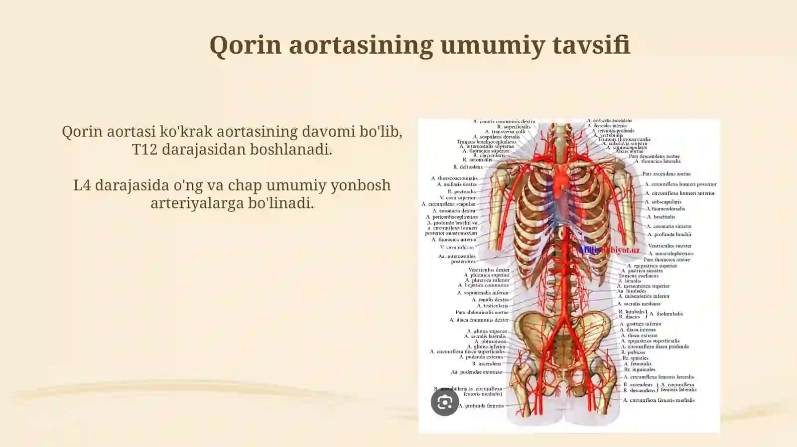 Qorin aortasi 3