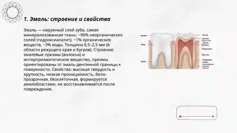 Строение зуба 3