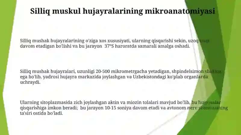 Silliq Mushak Toʻqimasining Tavsifi 3