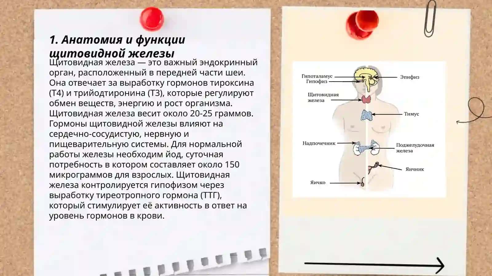 Щитовидная железа, поджелудочная железа 3