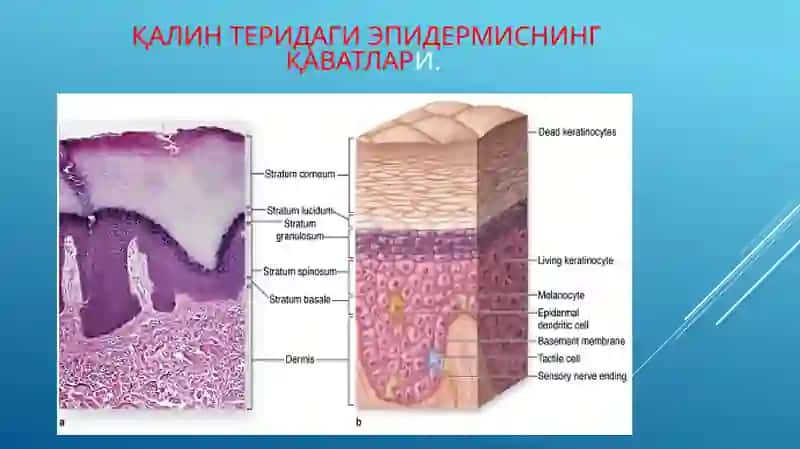 teri epidermiyasining tuzulishi 3