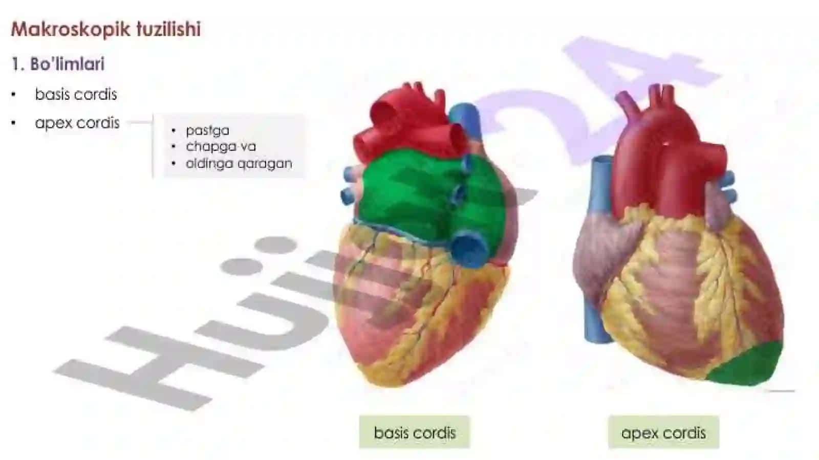Yurak, Qon aylanish doirasi, Aorta 3