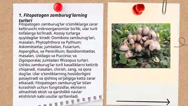 Qishloq xo'jaligiga zarar keltiradugan fitopatogen zamburug'lar va ularga qarshi kurash chora tadburlar 3