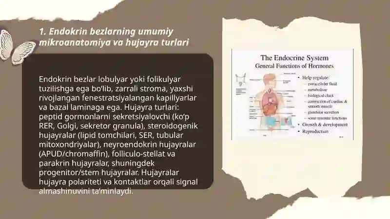 Endokrin bezlaring mikro tuzilishi va funksiyasi 3
