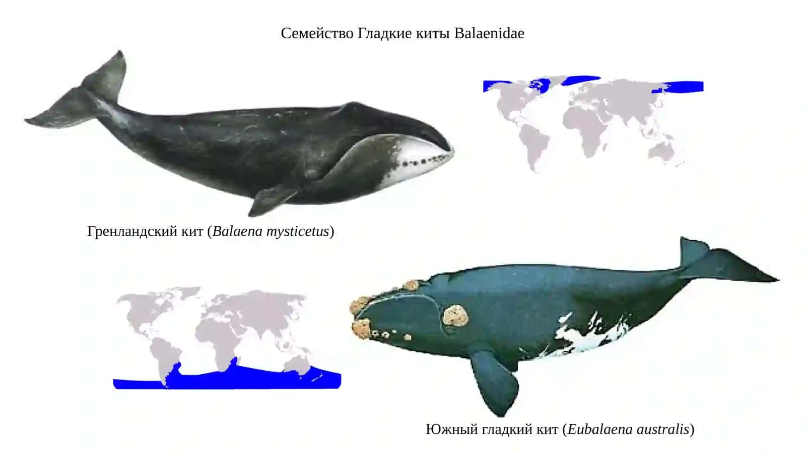 Китообразные CETACEA 3