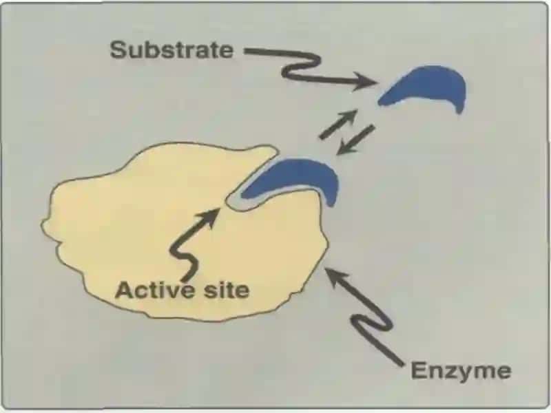 FERMENTLAR 3