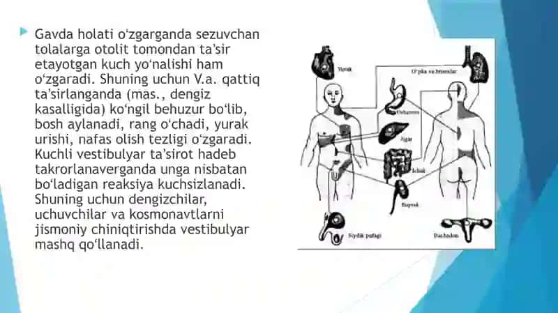 Eshituv va vestibulyar analizatorlar va ichki aʼzolarni o‘zarobog‘liqligi 3
