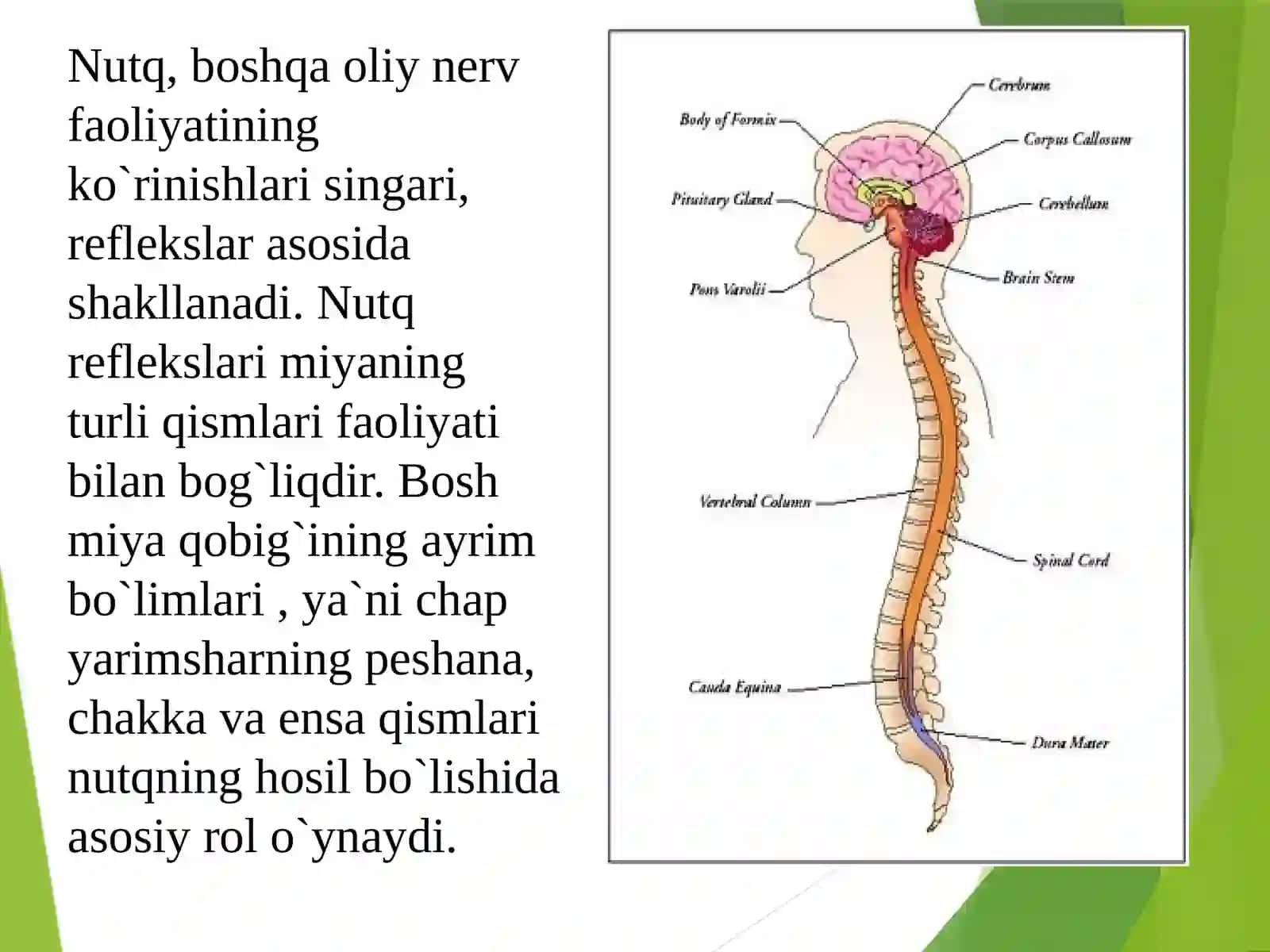 Nutq hosil bo’lish mexanizmlari 3