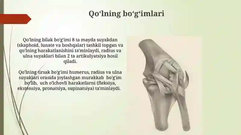 Yuqori va pastki kamar suyaklarining tuzilishi 3