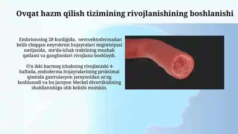 Ovqat hazm qilish tizimini embriogenezi 3