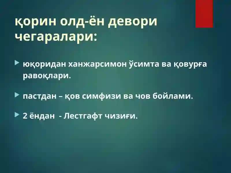 Қорин олд-ён деворининг Клиник Анatомияси 3