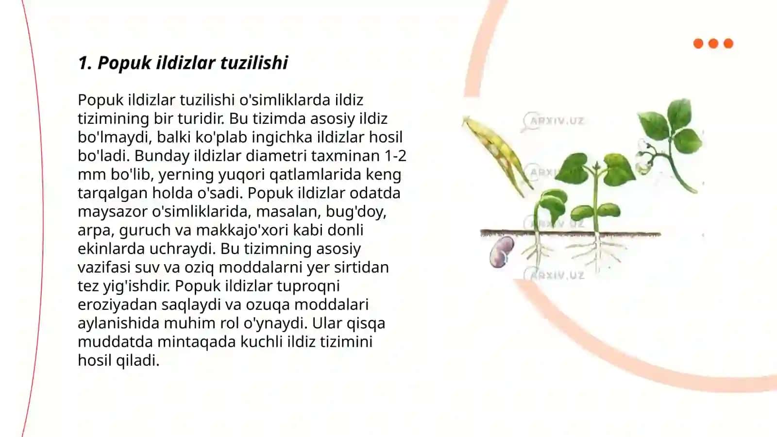 Popuk ildiz sistemasini 3