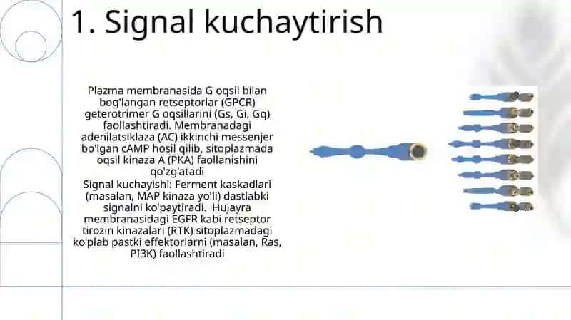 Signallarni membranalar orqali ótkazilishi 3