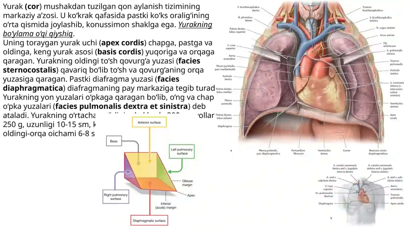 Yurak – qon tomir sistemasi. Yurak tuzilishi, yurakning oʻtkazuv sistemasi.Yurakning qon bilan ta'minlanishi. Qon aylanish doiralari 3