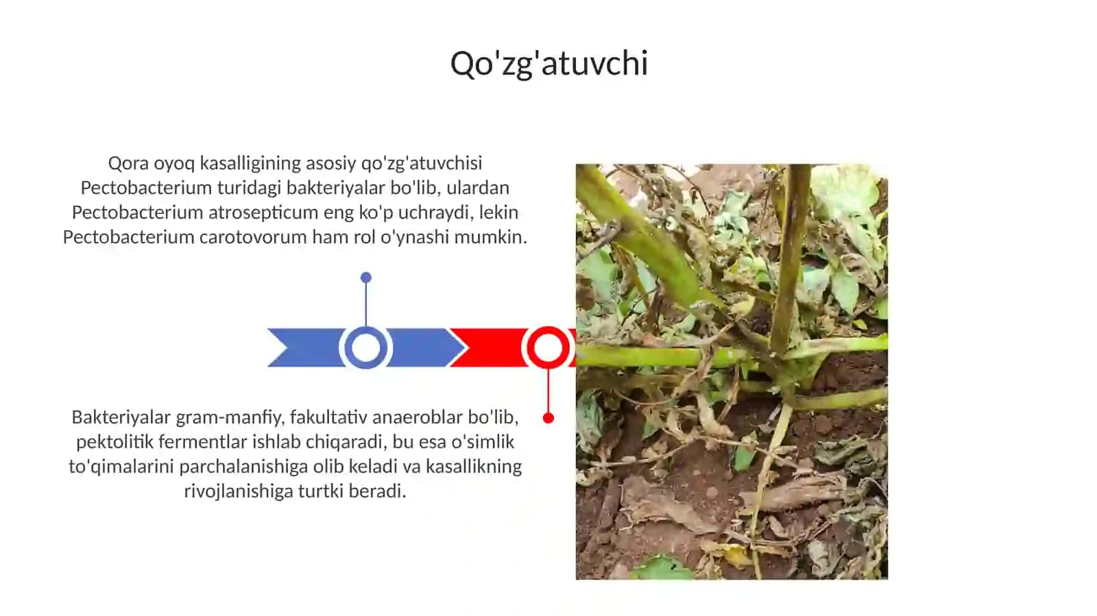 Kartoshkaning qorason kasalligi 3