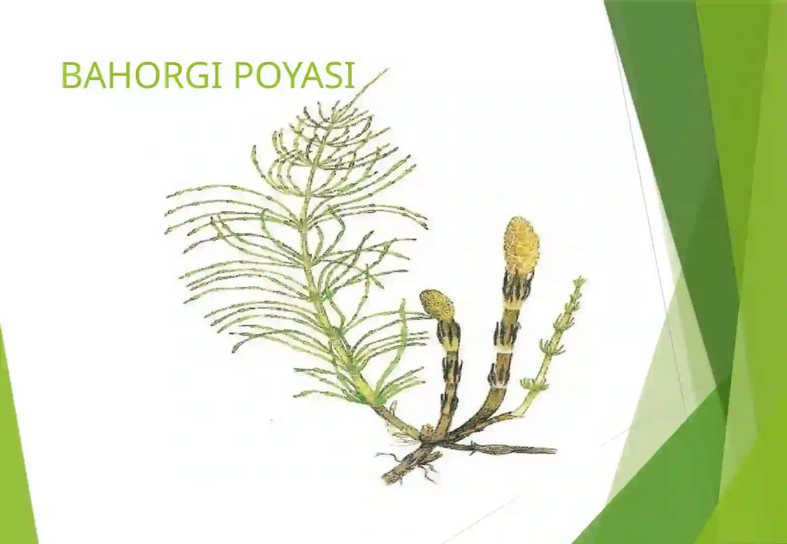 GINEASIMONLAR 3