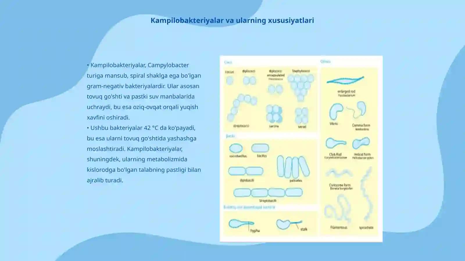 Kampilobakteriyalar, xelikobakteriyalar va ularning amaliyotdagi ahamiyati 3