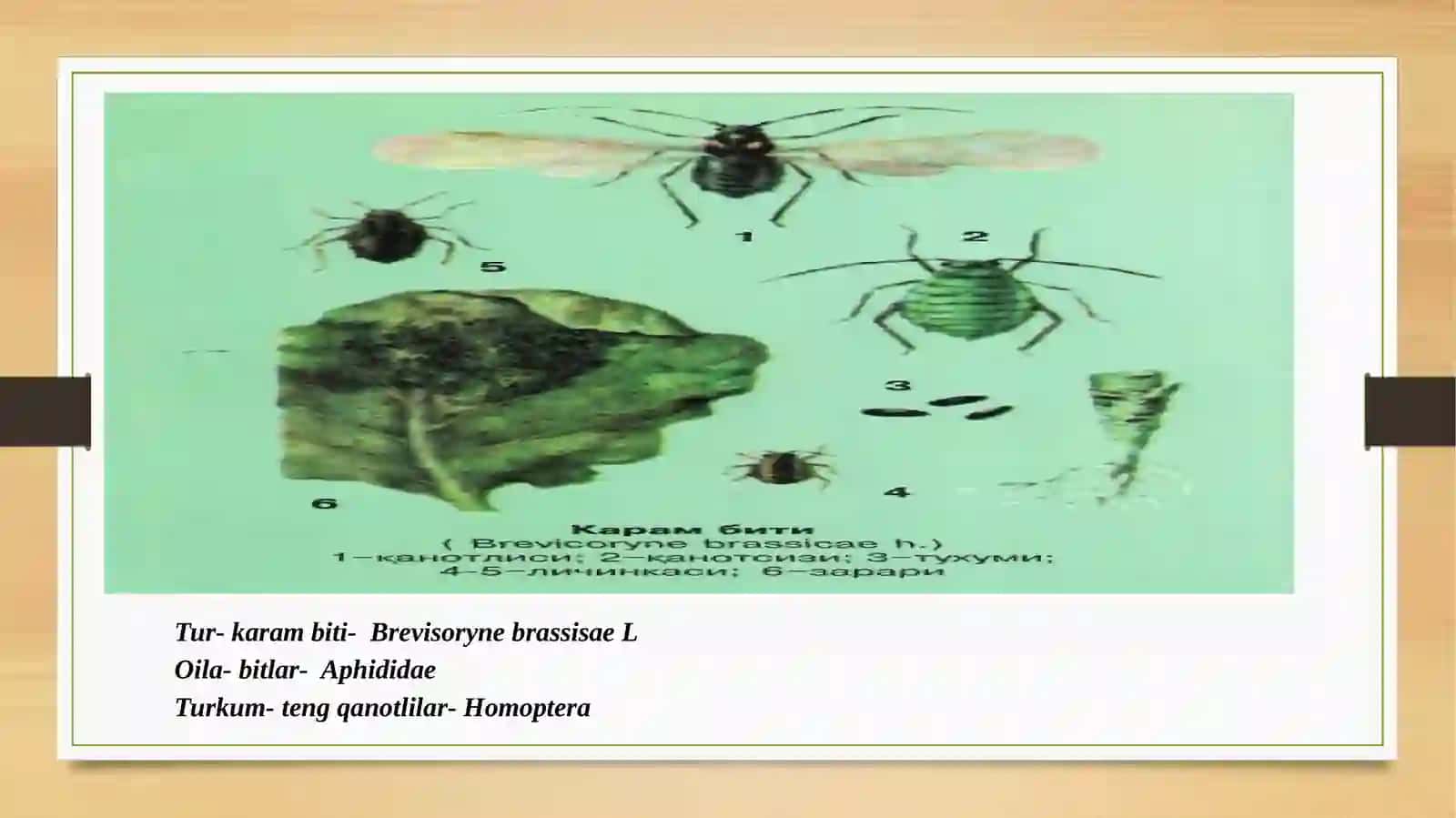 KARAM BITI 3