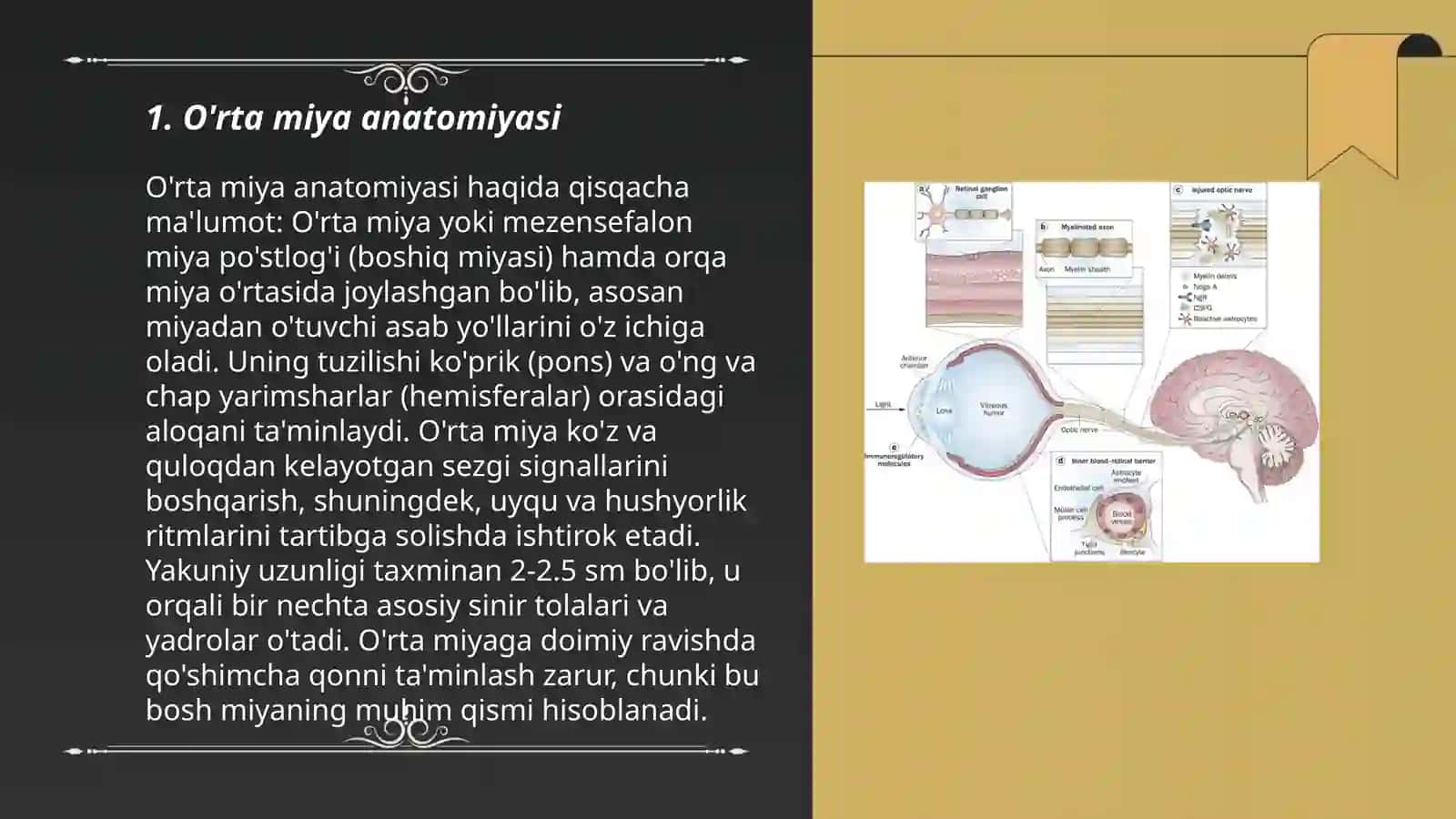 O'rta miya fiziologiyasi 3