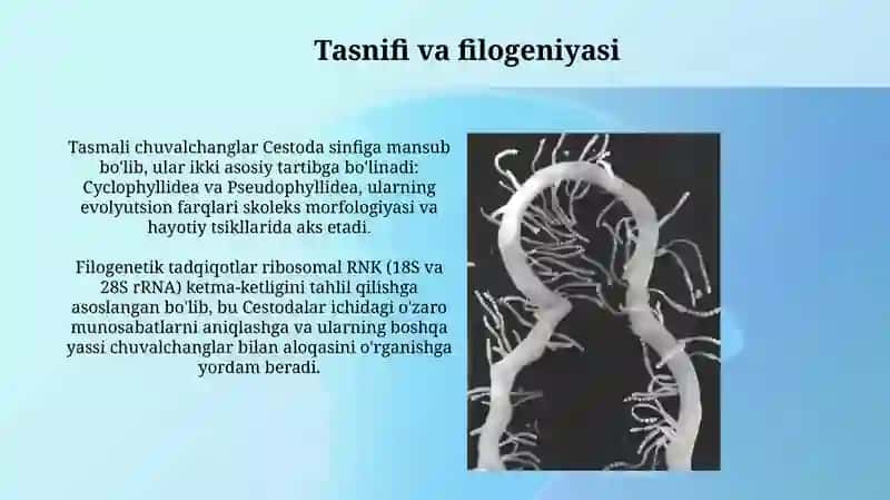 Tasmasimon chuvalchanglar dunyosi va ularning vakillari 3