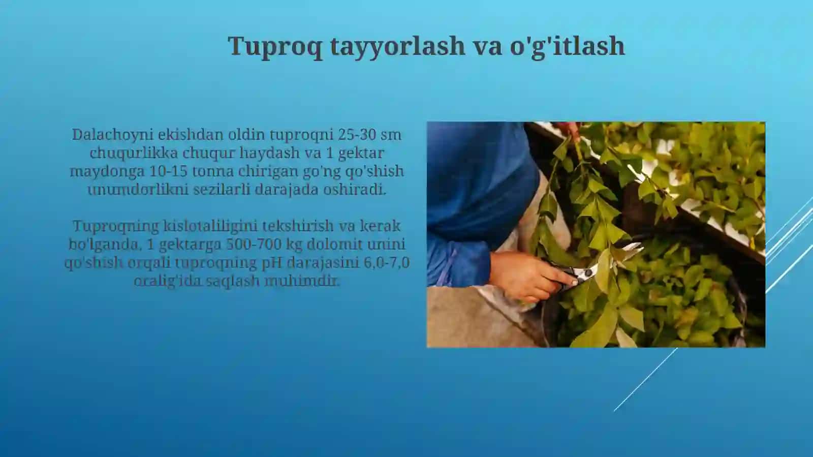 Dalachoyni yetishtirish texnologiyalari 3