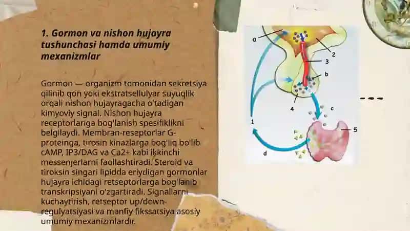 Gormonlarning nishon hujayralariga taʼsir mexanizmi 3