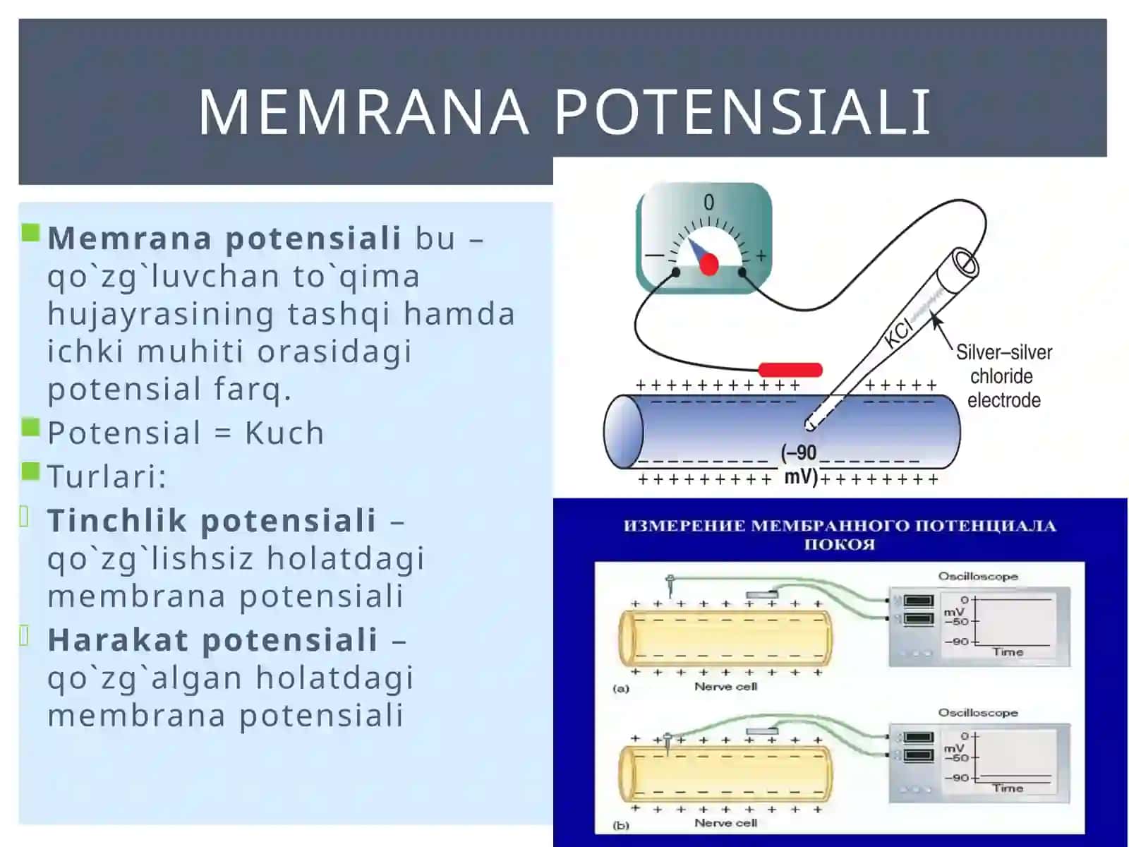 Membranapotensiallari 3