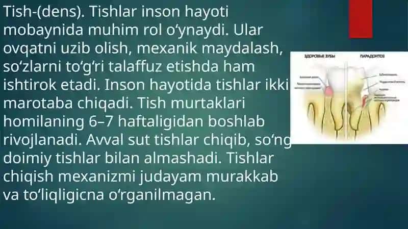 Tishlarning rentgenanatomiyasi 3
