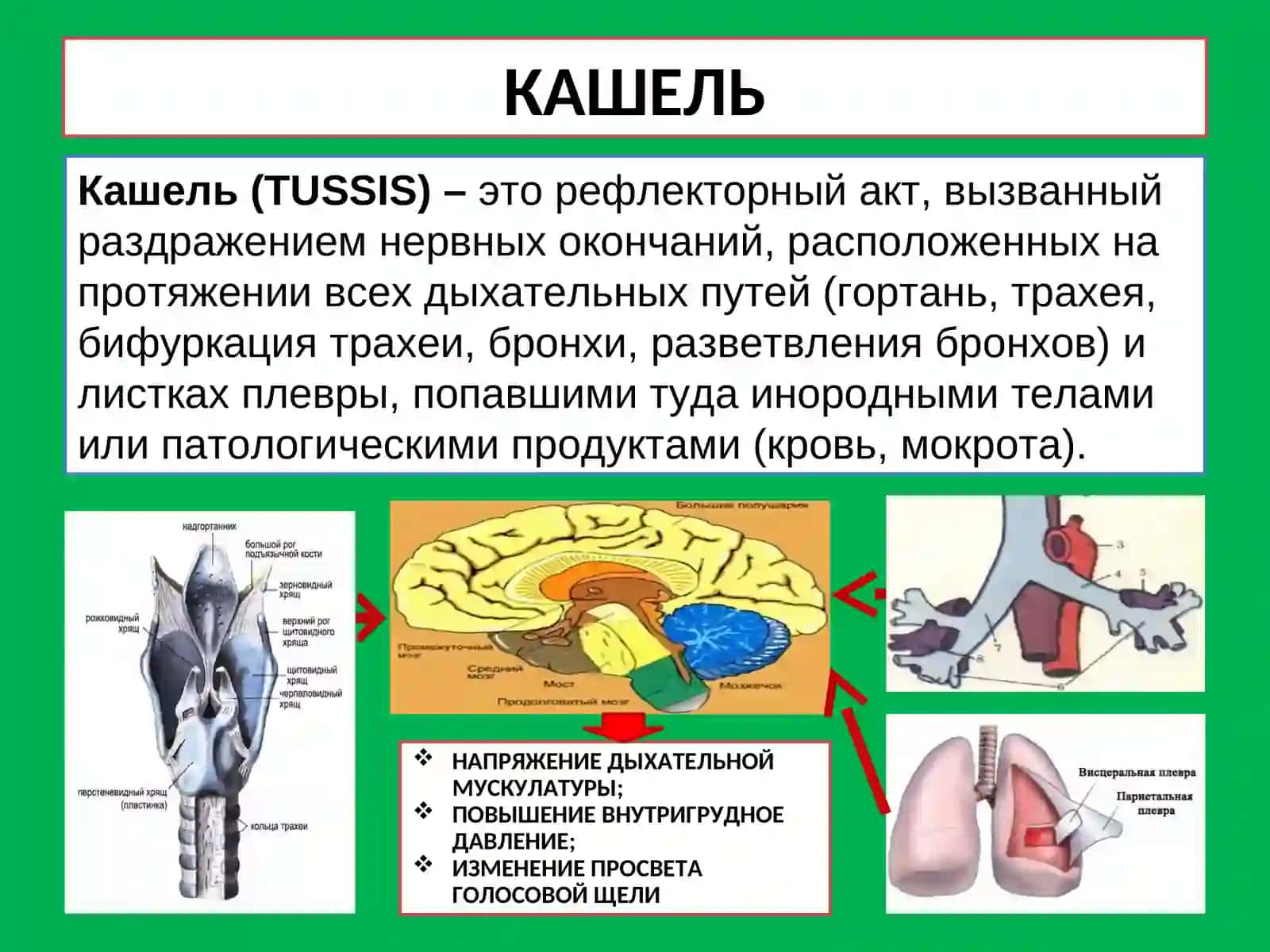 МЕТОДЫ ОБСЛЕДОВАНИЯ БОЛЬНЫХ С ЗАБОЛЕВАНИЯМИ ОРГАНОВ ДЫХАНИЯ 3