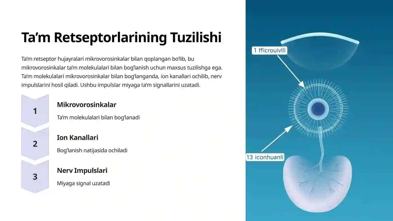 Ta’m Analizatorining Anatomiyasi va Fiziologiyasi 3