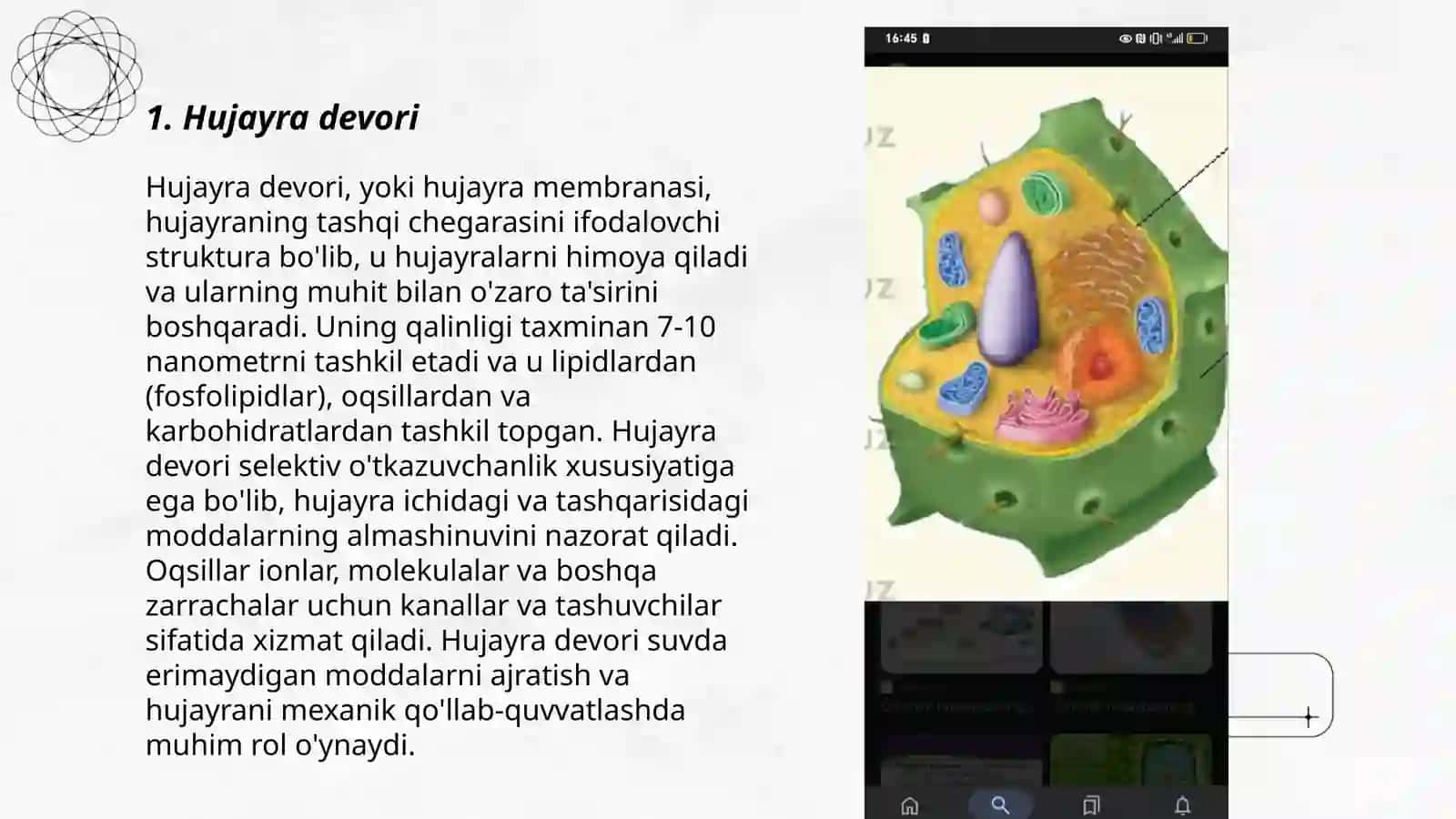Hujayra devori 3