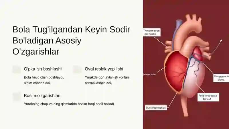 Bola Tug'ilgandan Keyingi Qon Aylanishining Ahamiyati 3