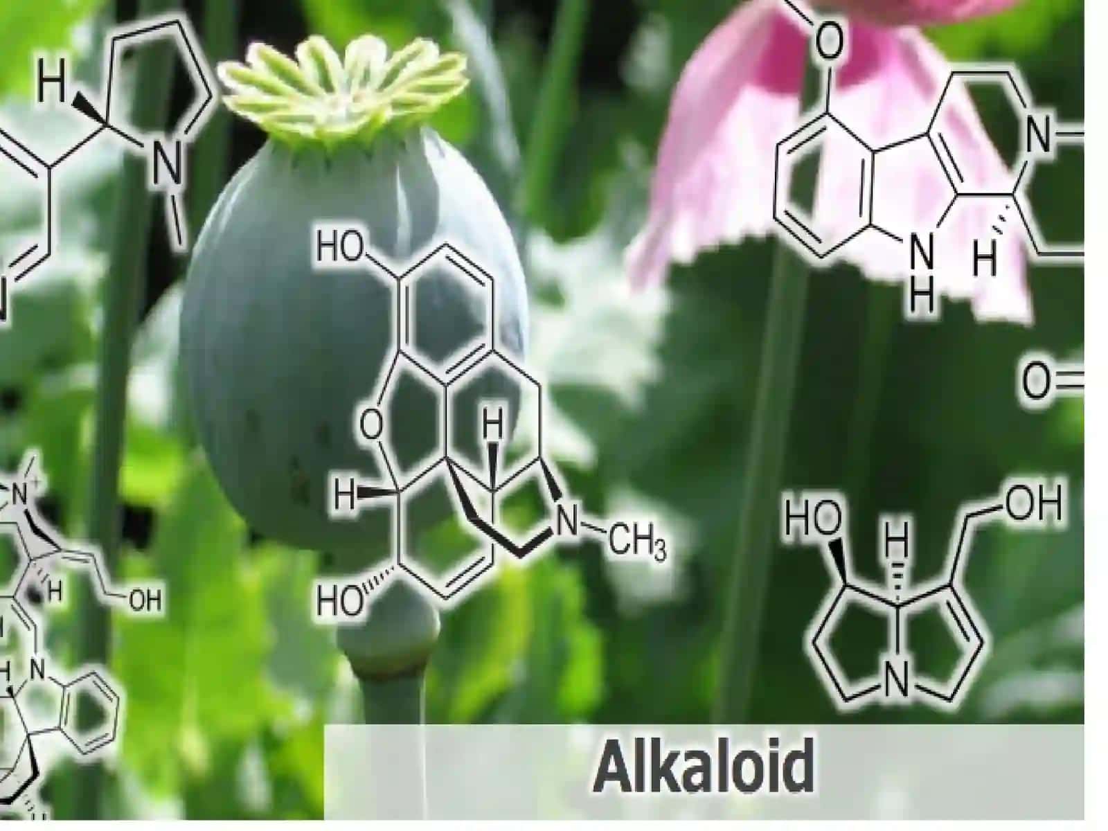 Alkaloidlar 3