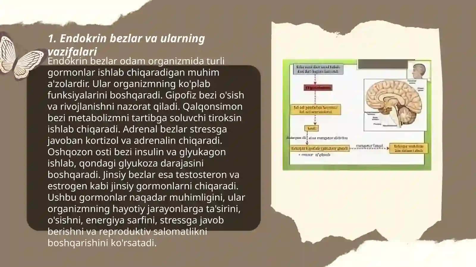 Endokrin sistema 3