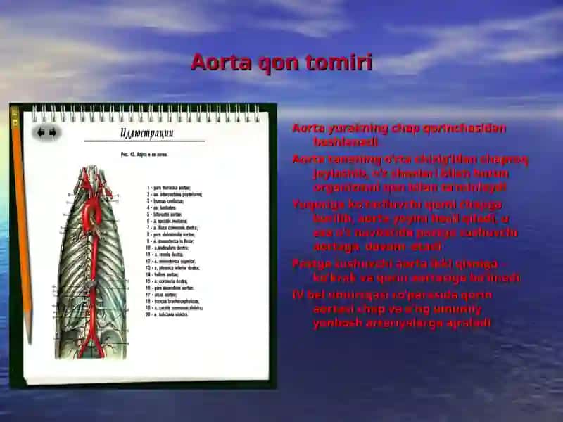 AORTA qon tomiri 3