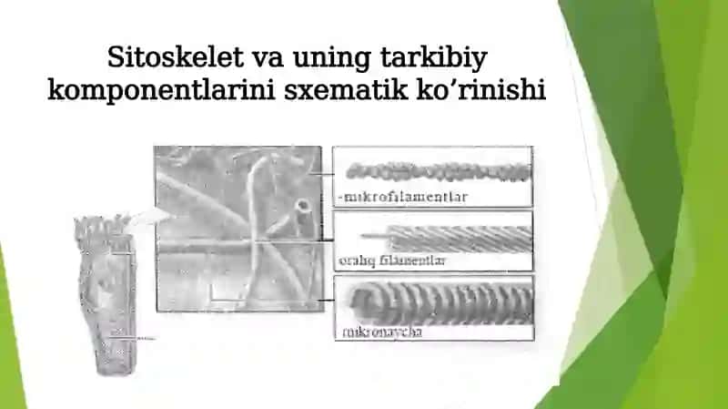 HUJAYRA SITOSKELETINING STRUKTURAVIY VA FUNKSIONAL TASHKIL ETILISHI 3
