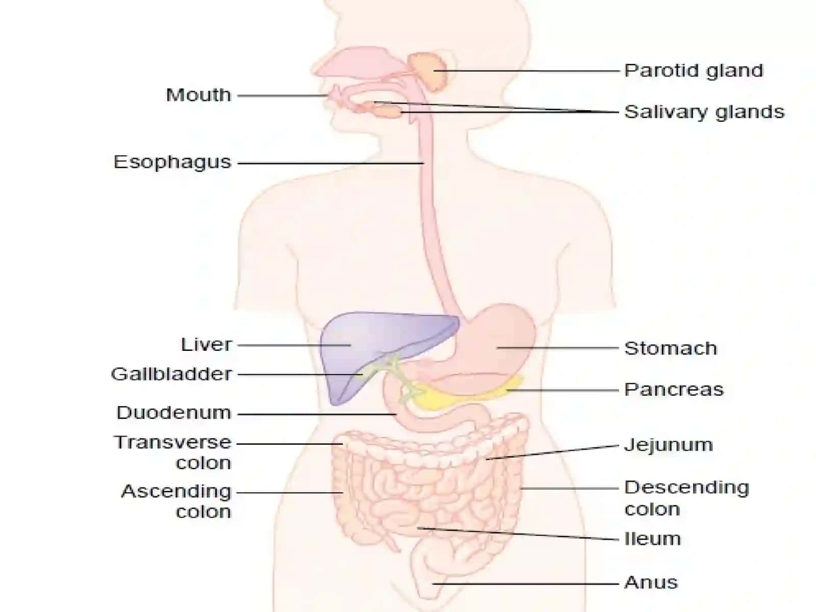 THE DIGESTIVE SYSTEM 3