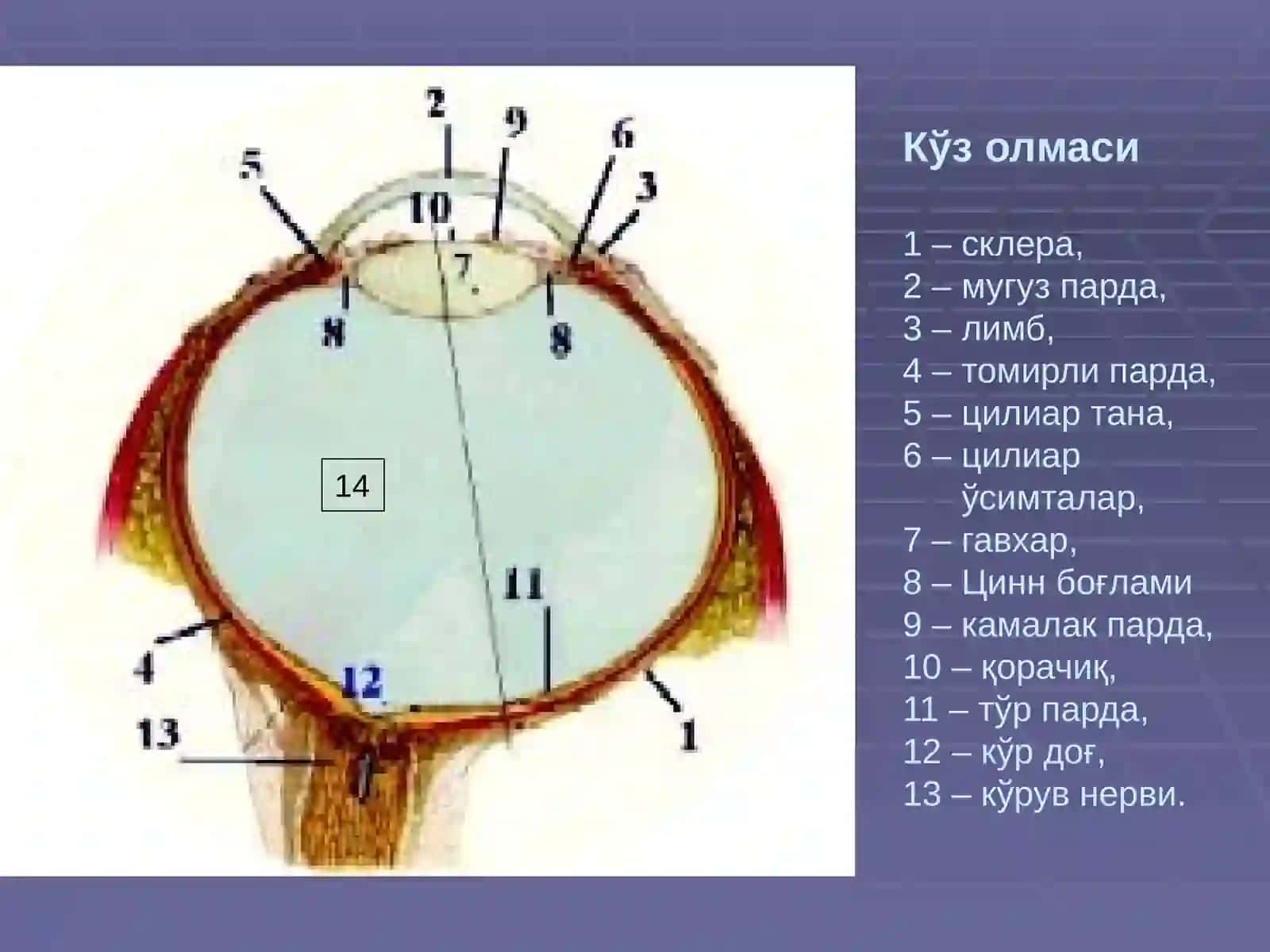 Кўз олмаси ва кўз тараққиёти 3