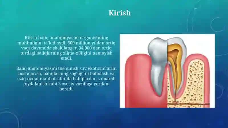 Tish anatomiyasi (Lotin tilida) Nomlanishi. Turlari. Qavatlari 3