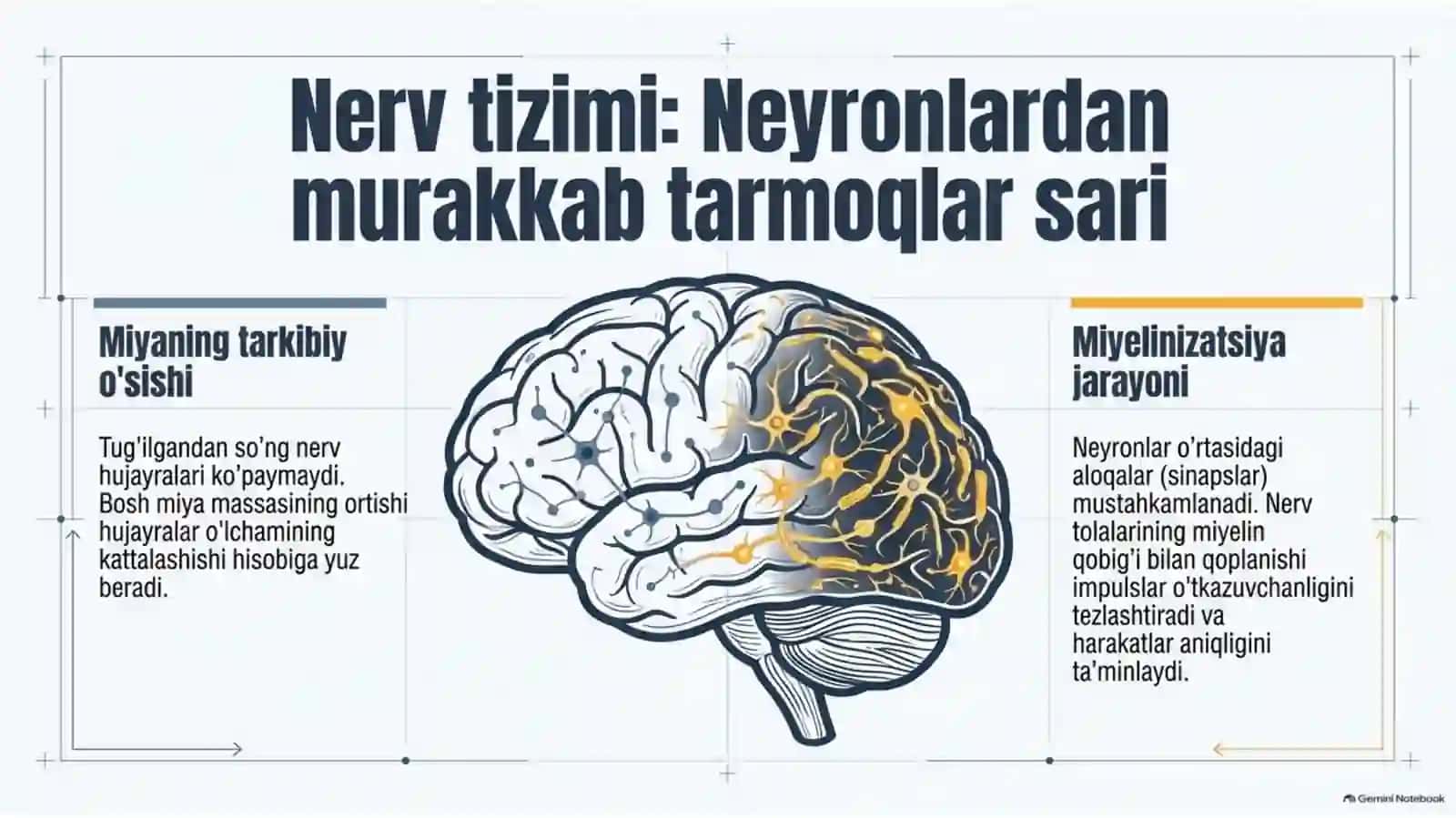 Bolalar yoshiga oid anatomik va fiziologik xususiyatlar — 15 slayd 3