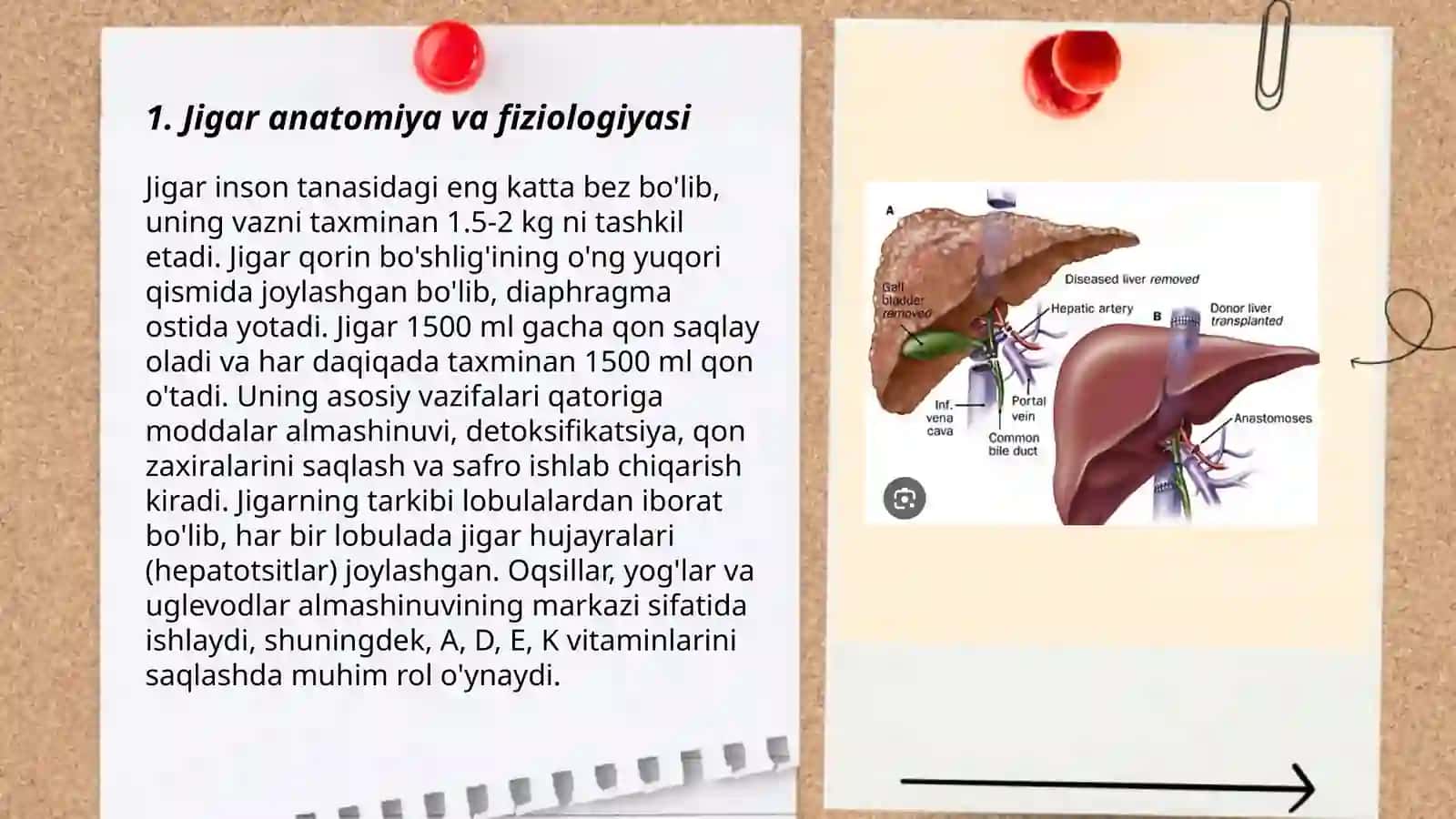 Jigar va o't yo'llari patologiyasi. Jigar kasalliklari haqida umumiy ma'lumotlar 3