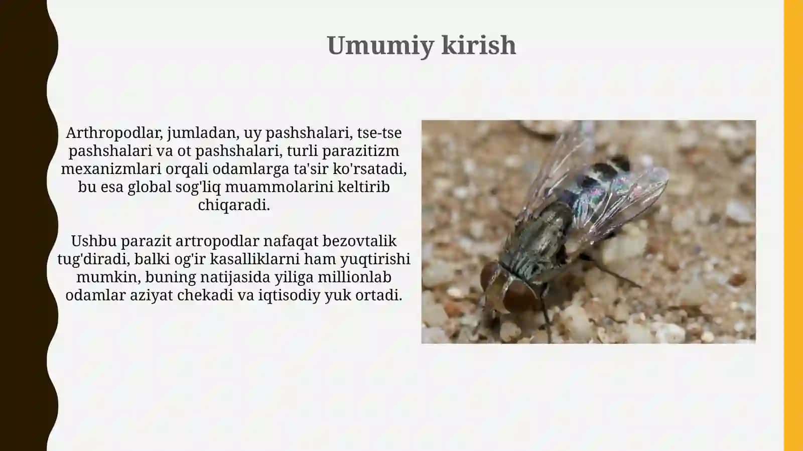 Odamlarda parazitlik qiluvchi bo‘g‘imoyoqlilar (uy pashshasi, se-se pashshasi va so’nalar) 3