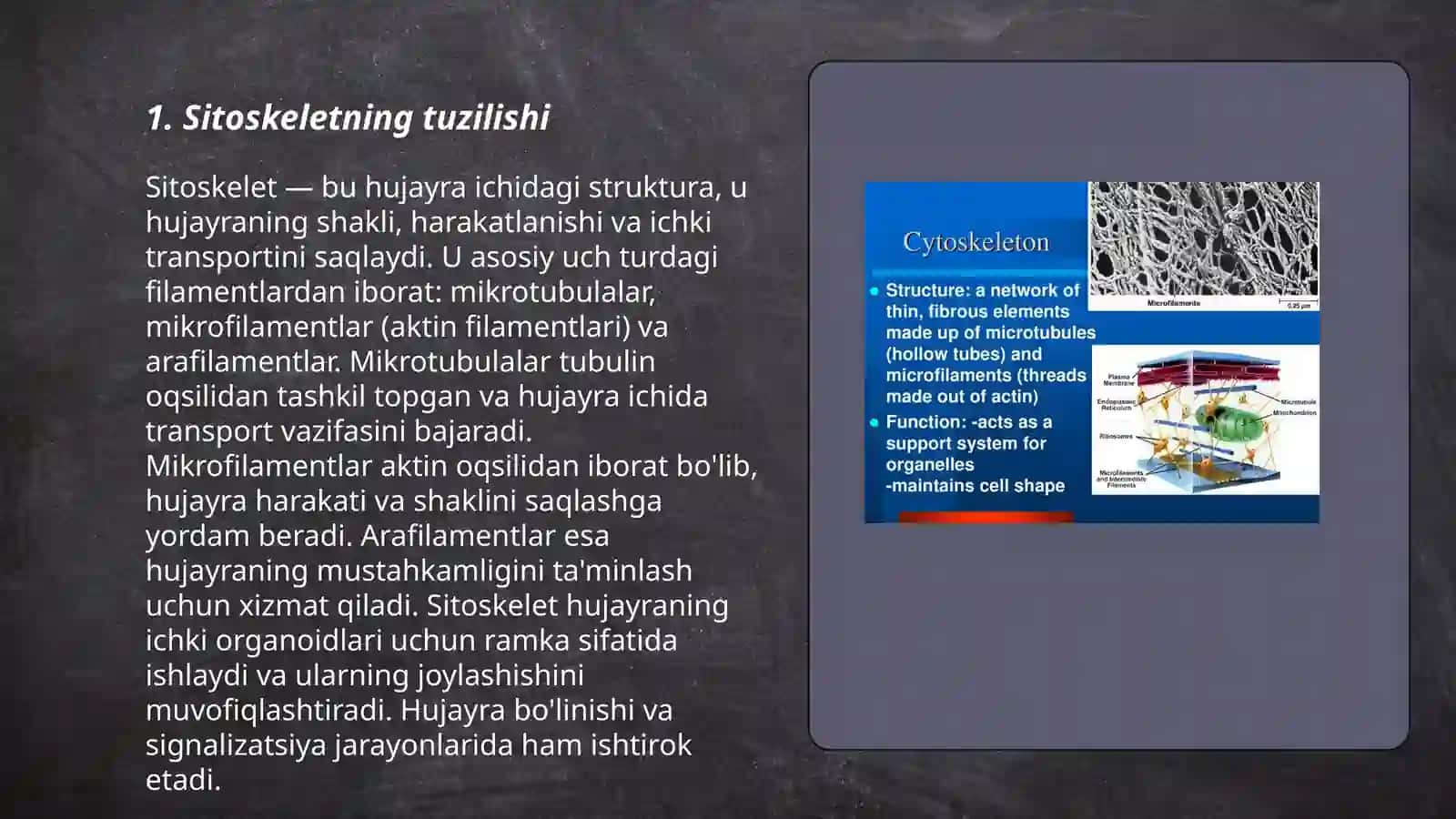 Sitoskelet 3
