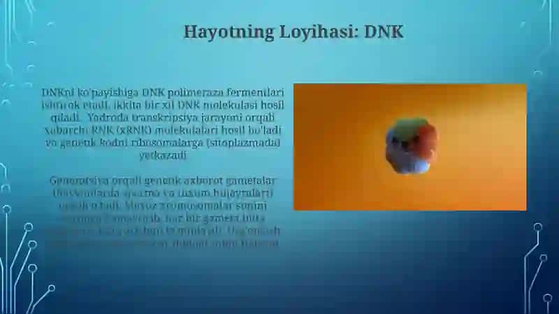 Hujayra yadro sivairsiya xborotni uzatishimexanizimi 3