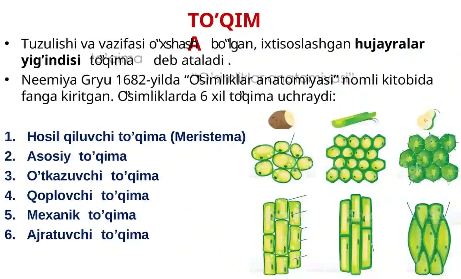 TO’QIMA; VEGETATIV A’ZOLAR 3