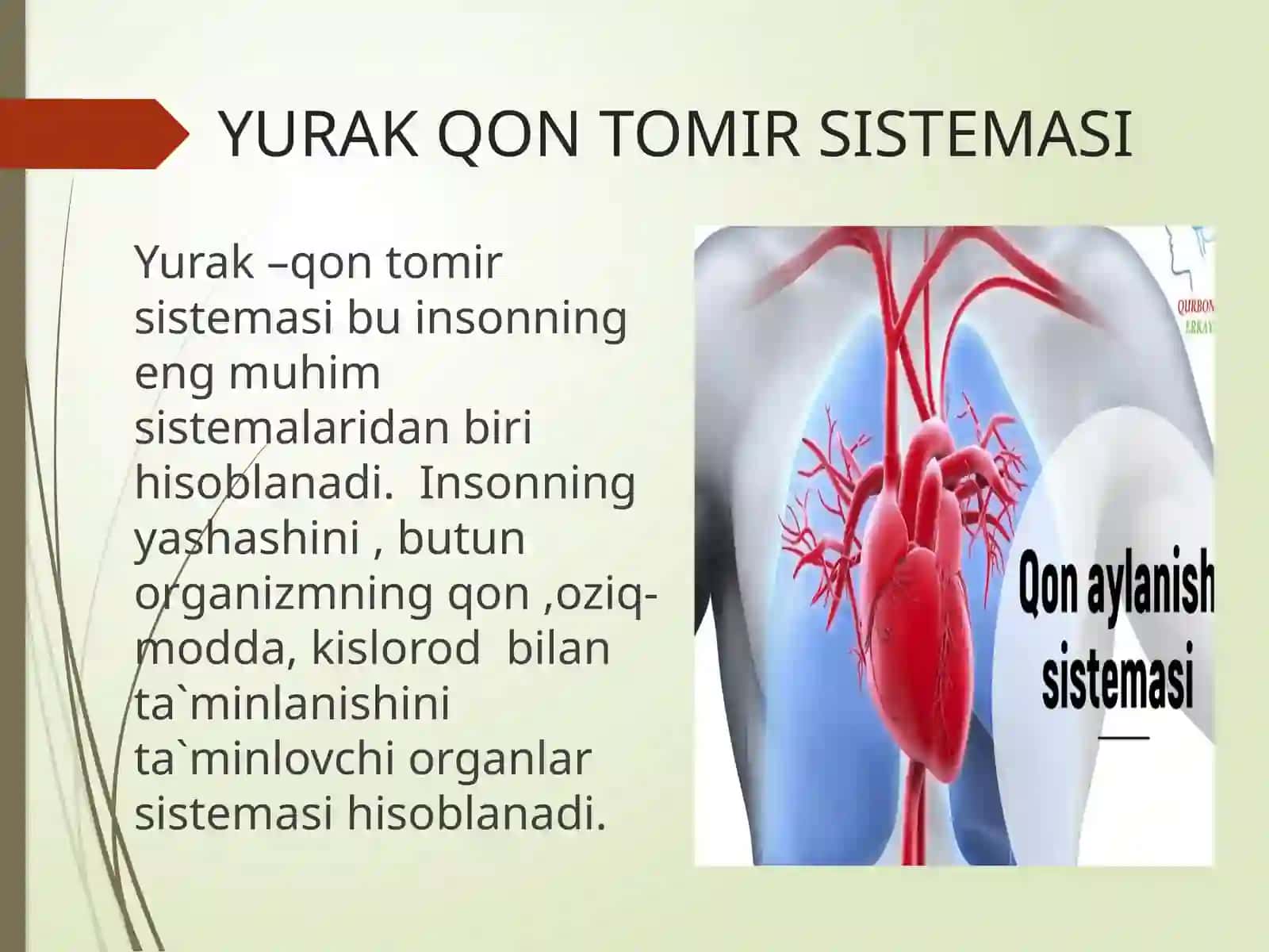 YURAK-QON TOMIR SISTEMASI 3