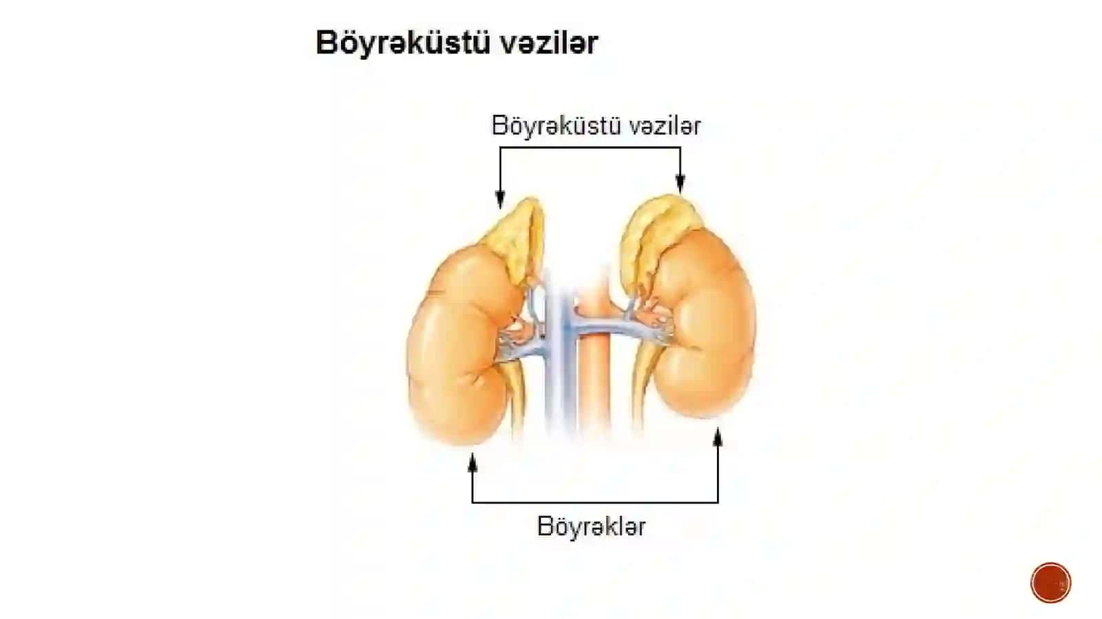 Buyrak ustibezilari ta'siri mekanizmi 3