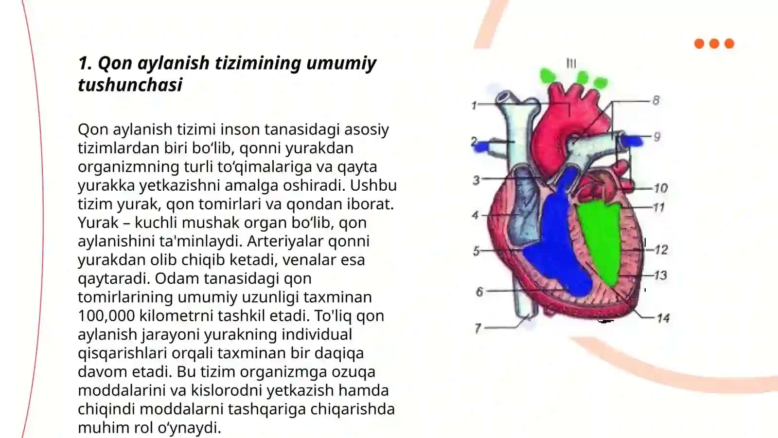 Qon aylanish sistemasi 3