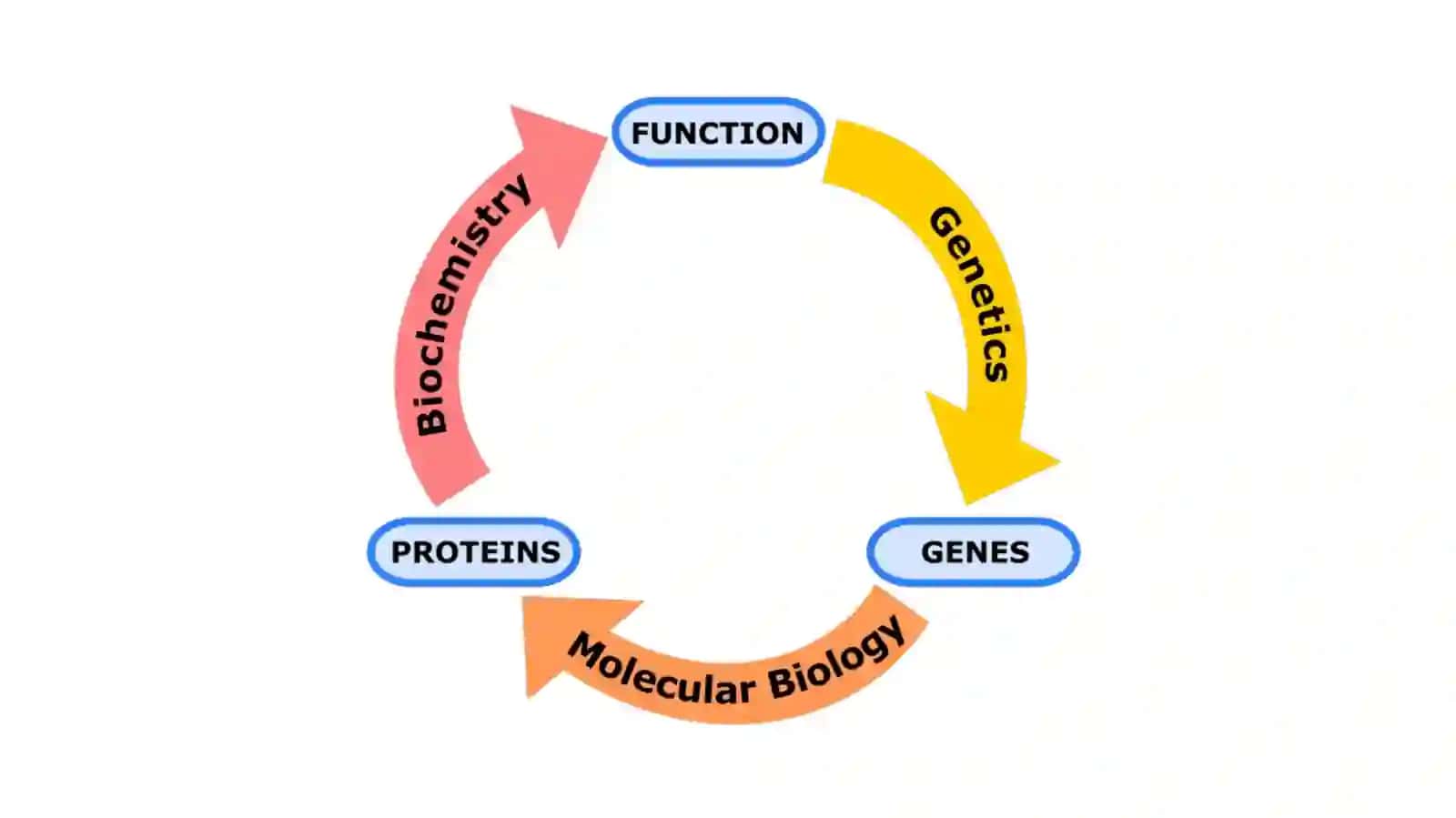 Molekulyarbiologiya 3